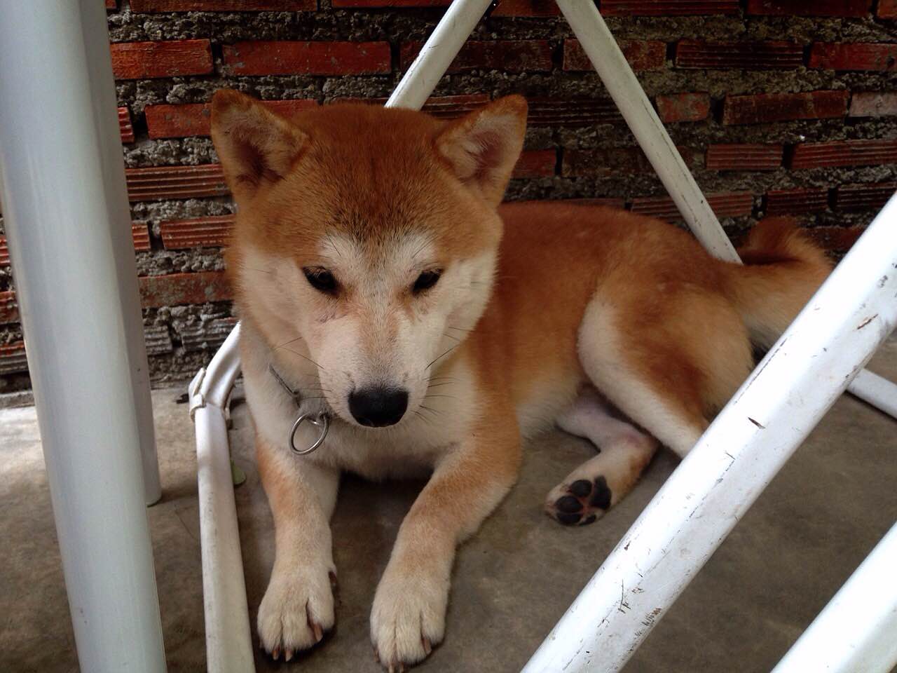 柴犬がいっぱい ホアヒン Inu Cafe いぬカフェ